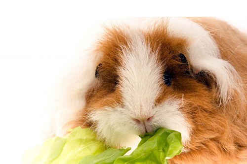 Cobaya comiendo en la clínica veterinaria Bitxos