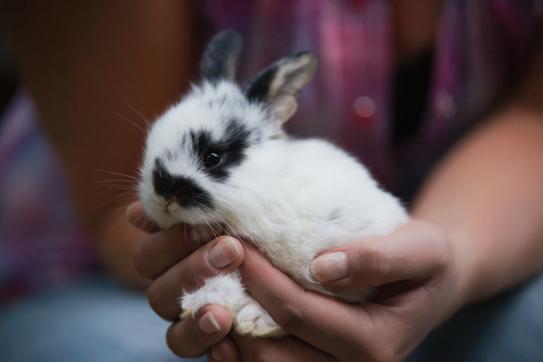 Conejo con las orejas levantadas en la clínica veterinaria Bitxos