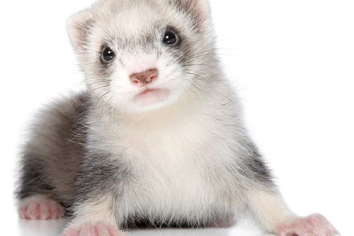 Hurón pequeño, otra de las especies exóticas de la clínica