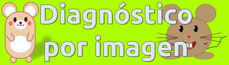 Diagnóstico por imagen en la clínica veterinaria Bitxos