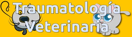 Traumatología veterinaria en la clínica Bitxos